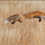 /fox-jump.png