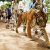 /tiger.png